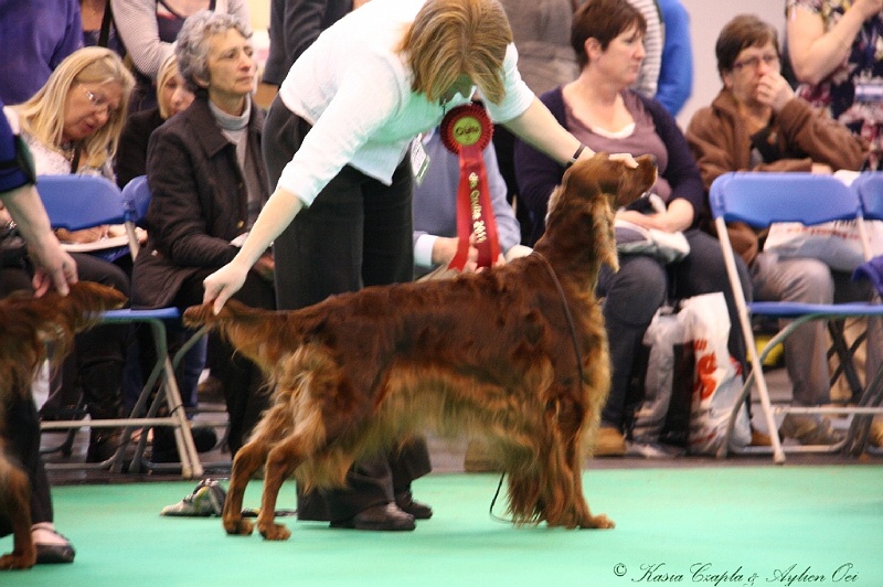 Crufts2011 882.jpg